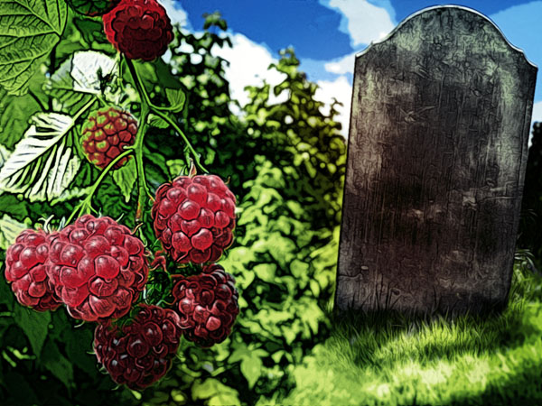 Raspberries in the Graveyard